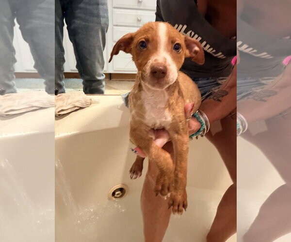 Medium Photo #6 Mutt Puppy For Sale in Stephens City, VA, USA