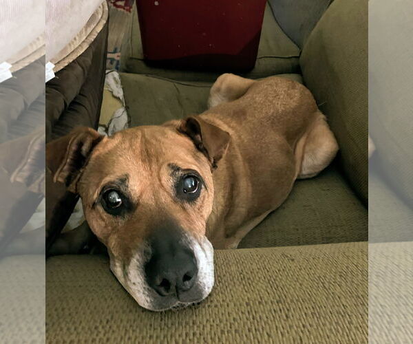 Medium Photo #8 Labrador Retriever-Mountain Cur Mix Puppy For Sale in Caribou, ME, USA