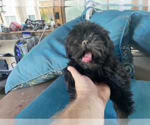 Shih Tzu Puppy for sale in CERES, CA, USA