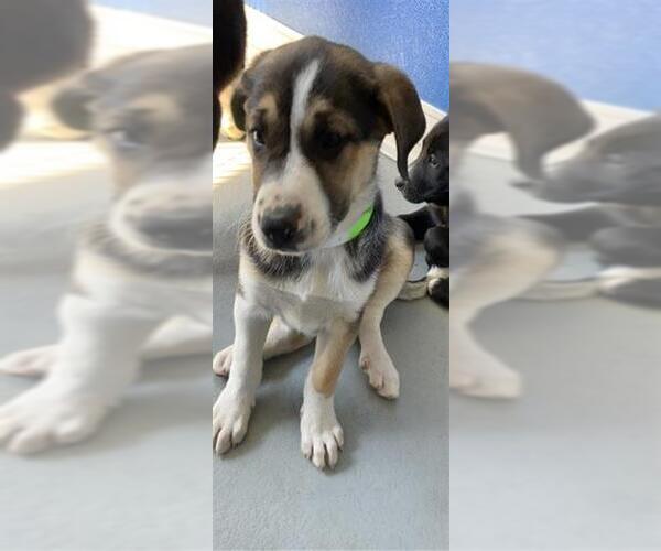 Medium Photo #1 German Shepherd Dog-Unknown Mix Puppy For Sale in Visalia, CA, USA