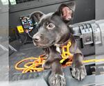 Small American Staffordshire Terrier Mix