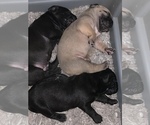 Small Photo #4 Presa Canario Puppy For Sale in POWDER SPRINGS, GA, USA