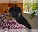 Small Photo #24 German Shepherd Dog Puppy For Sale in GREENWOOD, WI, USA