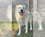 Small #9 Great Pyrenees