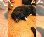 Small Photo #3 Bernedoodle Puppy For Sale in SHELBYVILLE, IL, USA