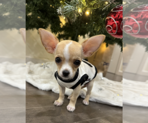 Chihuahua Puppy for sale in OAKLAND GARDENS, NY, USA