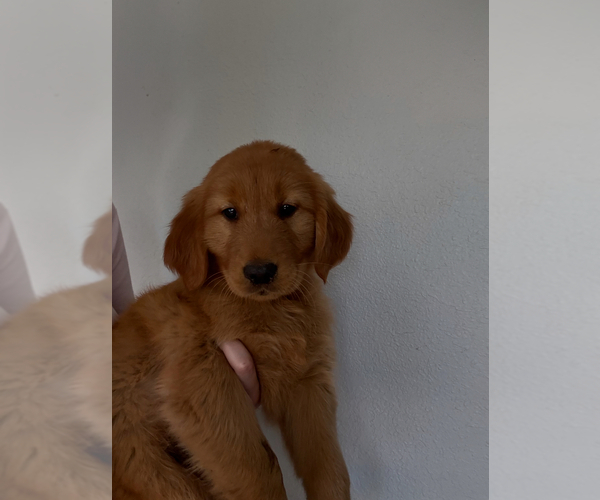 Medium Photo #7 Golden Retriever Puppy For Sale in DAVENPORT, FL, USA
