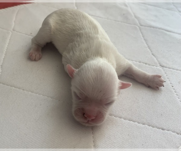 Medium Photo #3 ShihPoo Puppy For Sale in CLARE, MI, USA