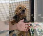 Small #1 Mutt