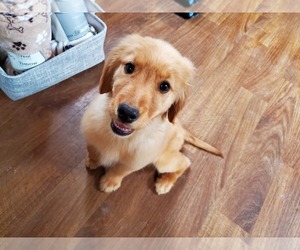 Golden Retriever Puppy for Sale in FALCON, Colorado USA