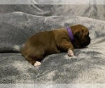 Small Photo #2 Boxer Puppy For Sale in WEST COLUMBIA, SC, USA