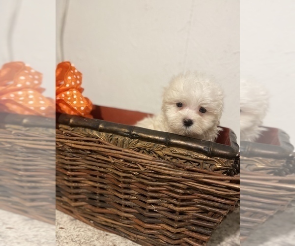 Full screen Photo #3 Maltipoo Puppy For Sale in GREENVILLE, NC, USA