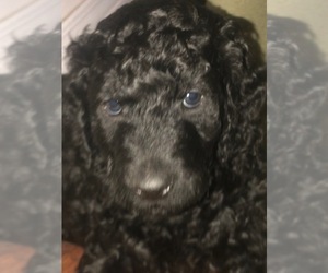 Doodle-Golden Retriever Mix Puppy for sale in DENVER, CO, USA