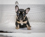 Small French Bulldog