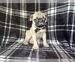 Small #7 Pug