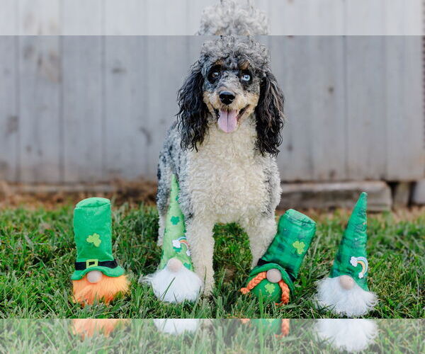 Medium Photo #2 Poodle (Miniature) Puppy For Sale in Pacolet, SC, USA