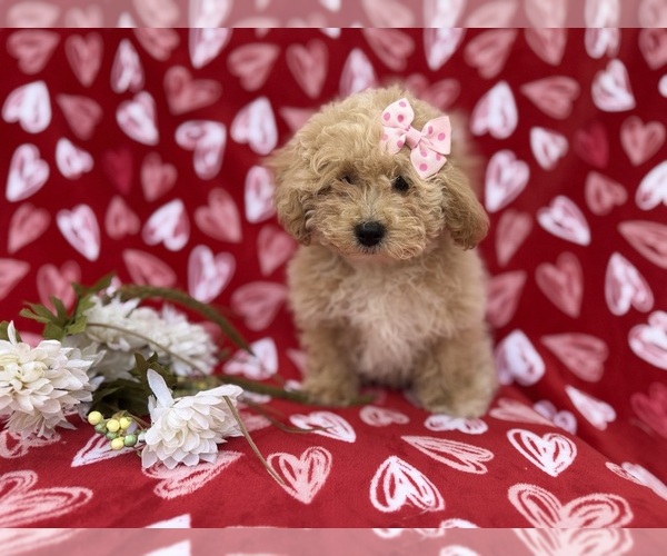 Medium Photo #4 Bichpoo Puppy For Sale in LAKELAND, FL, USA