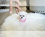 Small Photo #1 Maltese Puppy For Sale in FULLERTON, CA, USA