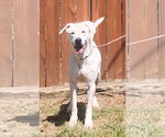 Small #2 Dogo Argentino Mix
