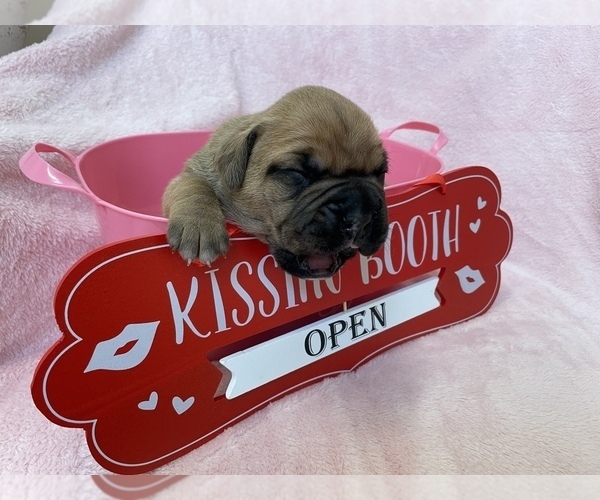 Medium Photo #10 Boxer Puppy For Sale in CULPEPER, VA, USA
