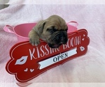Small Photo #10 Boxer Puppy For Sale in CULPEPER, VA, USA