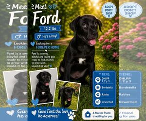 Retriever -Unknown Mix Dogs for adoption in Jenkintown, PA, USA