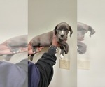 Small #4 American Pit Bull Terrier