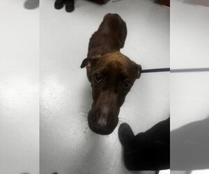 Unknown-Whippet Mix Dogs for adoption in St. Cloud, FL, USA