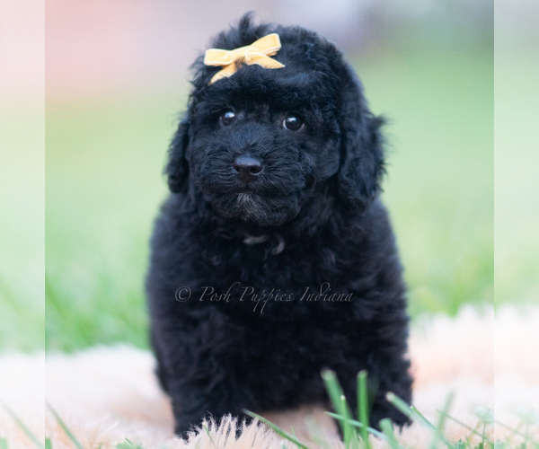Medium Photo #47 Goldendoodle (Miniature) Puppy For Sale in WARSAW, IN, USA