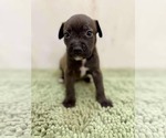 Small #3 American Staffordshire Terrier-Labrador Retriever Mix