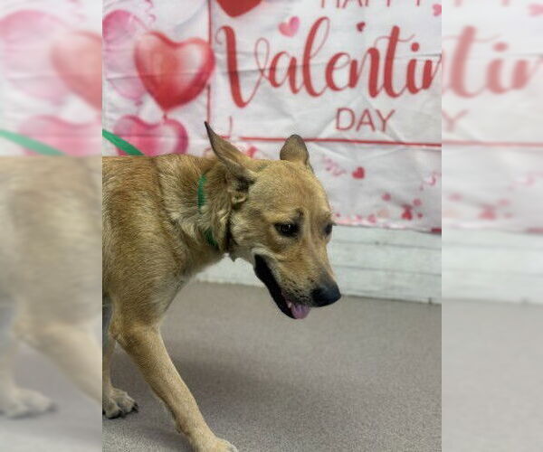 Medium Photo #1 German Shepherd Dog-Unknown Mix Puppy For Sale in San Bernardino, CA, USA