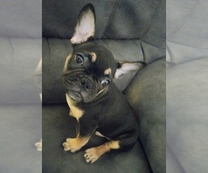 French Bulldog Puppy for sale in CARTHAGE, TX, USA