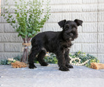 Puppy Copper Schnauzer (Miniature)