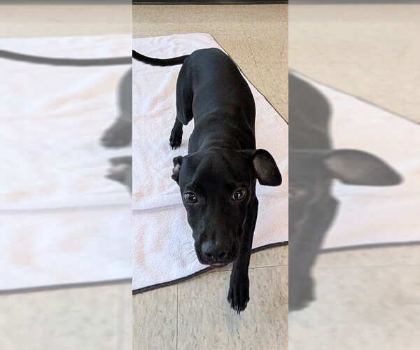 Medium Photo #1 Labrador Retriever Puppy For Sale in Plano, TX, USA