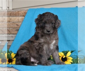 Australian Shepherd-Goldendoodle Mix Puppy for sale in HOLTWOOD, PA, USA