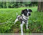Small #2 Mutt