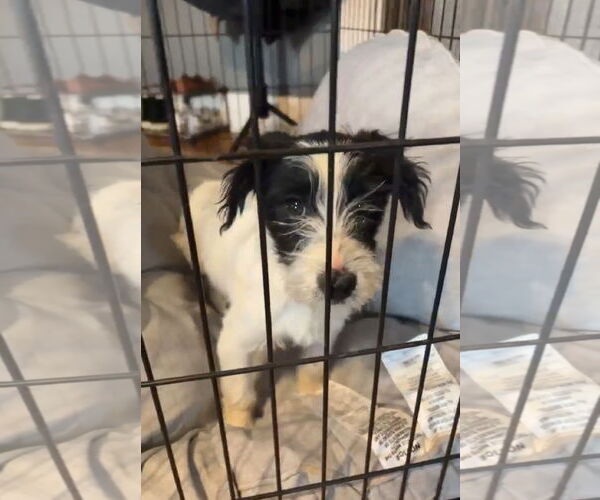 Medium Photo #2 Mutt Puppy For Sale in Grafton, WI, USA