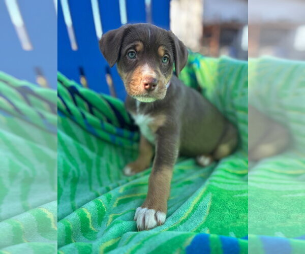 Medium Photo #6 Australian Shepherd-Unknown Mix Puppy For Sale in Pacolet, SC, USA