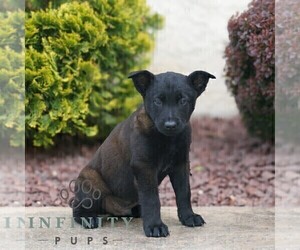 Belgian Malinois Puppy for sale in HONEY BROOK, PA, USA