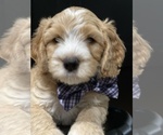 Small Photo #10 Australian Labradoodle Puppy For Sale in PORT ORCHARD, WA, USA