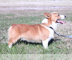 Father of the Pembroke Welsh Corgi puppies born on 05/09/2022