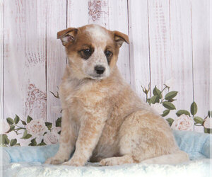 Australian Cattle Dog Puppy for sale in PENNS CREEK, PA, USA