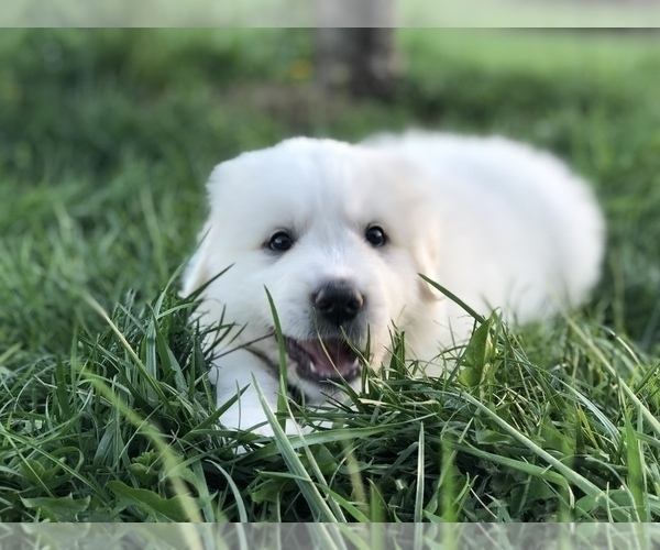 Medium Photo #6 Great Pyrenees Puppy For Sale in DEERFIELD, OH, USA