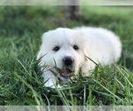 Small Photo #6 Great Pyrenees Puppy For Sale in DEERFIELD, OH, USA