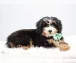 Small #1 Bernedoodle (Miniature)