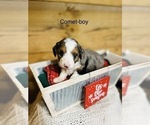 Small Photo #8 Miniature Australian Shepherd-Poodle (Toy) Mix Puppy For Sale in HAMILTON, MI, USA