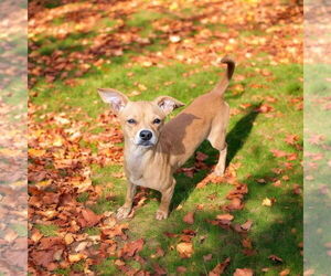 Chihuahua Dogs for adoption in Pacolet, SC, USA