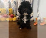 BichPoo puppies - Male Bichpoo Puppy for Sale - Photo #33