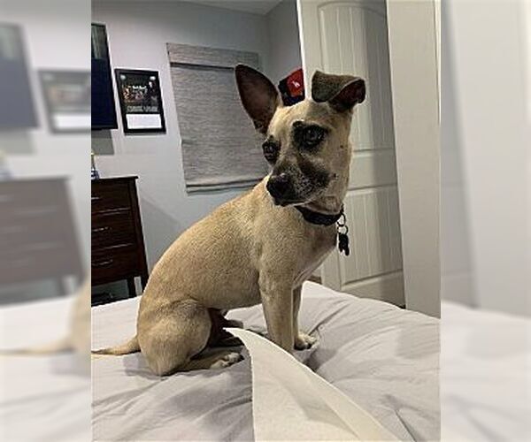 Medium Photo #1 Chihuahua Puppy For Sale in Dana Point, CA, USA