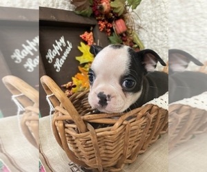 Boston Terrier Puppy for sale in CRKD RVR RNCH, OR, USA